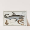 Squalus Carcharias, The White Shark. by Marcus Elieser Bloch