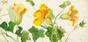 Squash or Pumpkin Plant