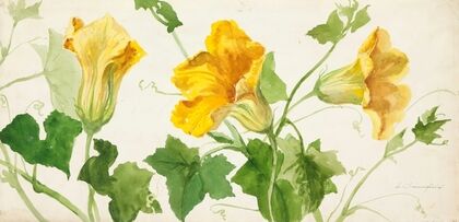 Squash or Pumpkin Plant