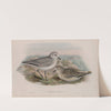 Squatarola helvetica. Plumage of Winter and young of the year. (1862-1873) by John Gould