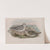 Squatarola helvetica. Plumage of Winter and young of the year. (1862-1873) by John Gould
