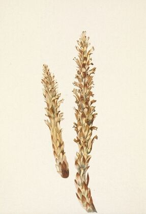 Squawroot. Conopholis americana (1925)