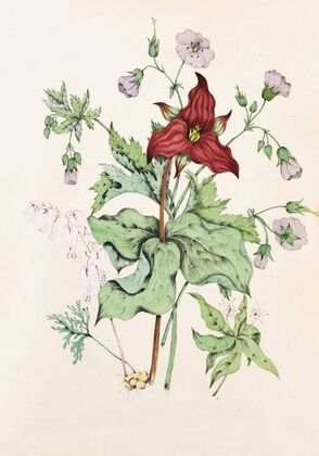 Squirrel Corn, Purple Trillium, Wild Crane’s Bill, Star Flower Chickweed