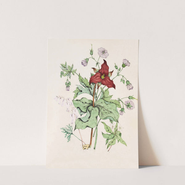 Squirrel Corn, Purple Trillium, Wild Crane&#8217;s Bill, Star Flower Chickweed (1868) by Agnes Fitzgibbon