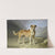 St Bernard Dog by Bernard te Gempt