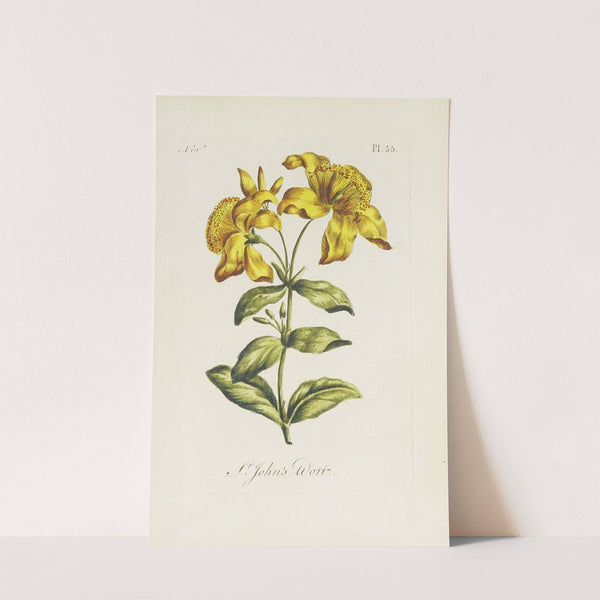 St. John’s wort (1770) by Carington Bowles