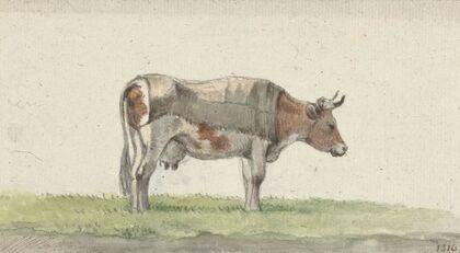 Staande koe, naar rechts (1816)