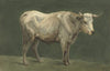 Staande stier, naar rechts