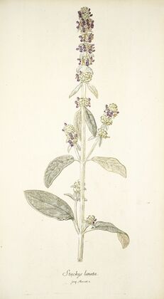 Stachys lanata