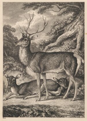 Stag (1823)