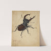 Stag Beetle (1505) by Albrecht Dürer