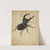 Stag Beetle (1505) by Albrecht Dürer