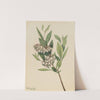 Stagger-Bush (Pieris mariana) (1918) by Mary Vaux Walcott