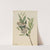 Stagger-Bush (Pieris mariana) (1918) by Mary Vaux Walcott