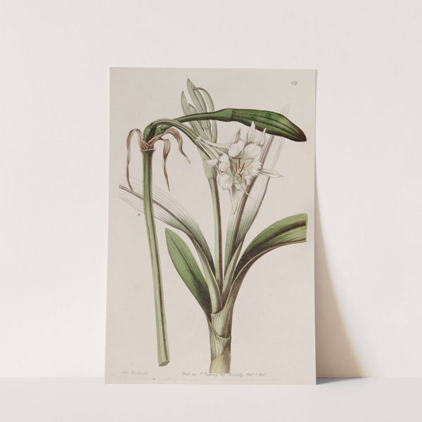 Stalk-flowered Ismene by Sydenham Edwards