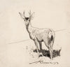 Standing Buck