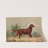 Standing Flatcoated Retriever, facing right (1880) by Alexander Pope Jr.