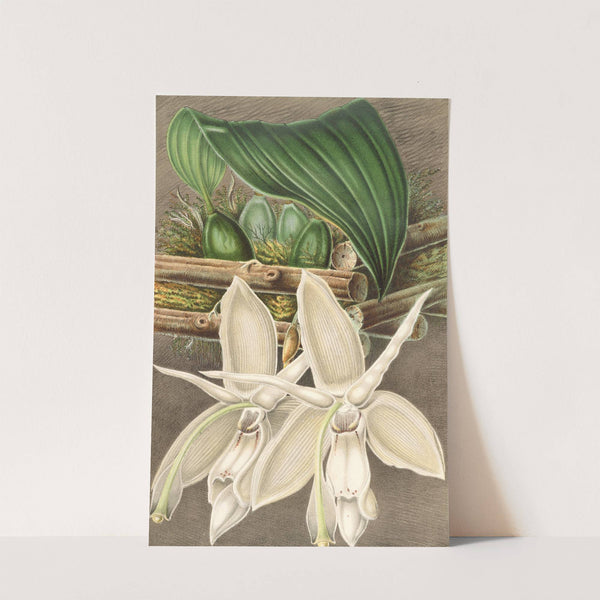 Stanhopea eburnea, var. spectabilis by Charles Antoine Lemaire