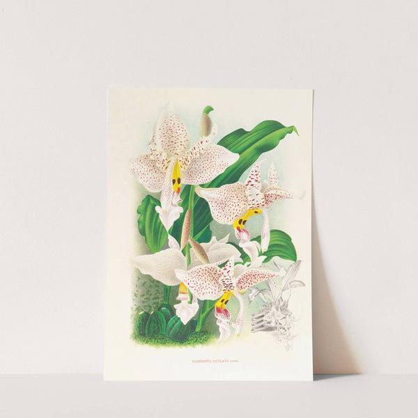 Stanhopea oculata by Jean Jules Linden