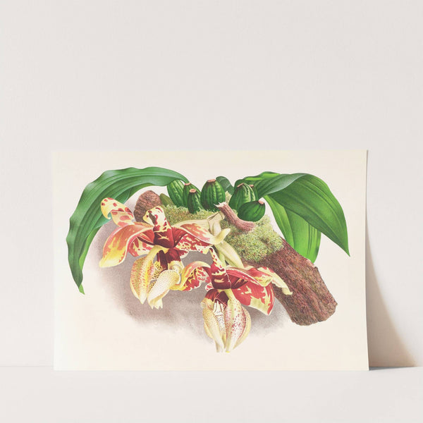 Stanhopea Tigrina by Jean Jules Linden