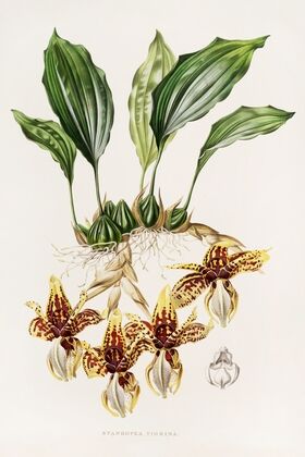 Stanhopea Tigrina — size preview
