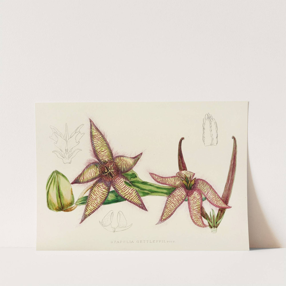 Stapelia Gettleffii by Illtyd Buller Pole-Evans