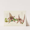 Stapelia Gettleffii by Illtyd Buller Pole-Evans