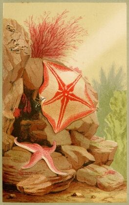Star Fishes — size preview