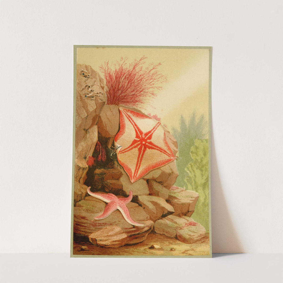Star Fishes by Philip Henry Gosse