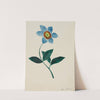 Star Flower (1800s) by Mary Altha Nims