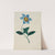 Star Flower (1800s) by Mary Altha Nims