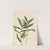 Star Solomonplume (Vagnera stellata) (1921) by Mary Vaux Walcott
