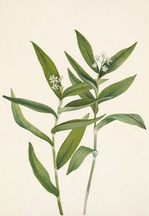 Star Solomonplume. Vagnera stellata (1925)
