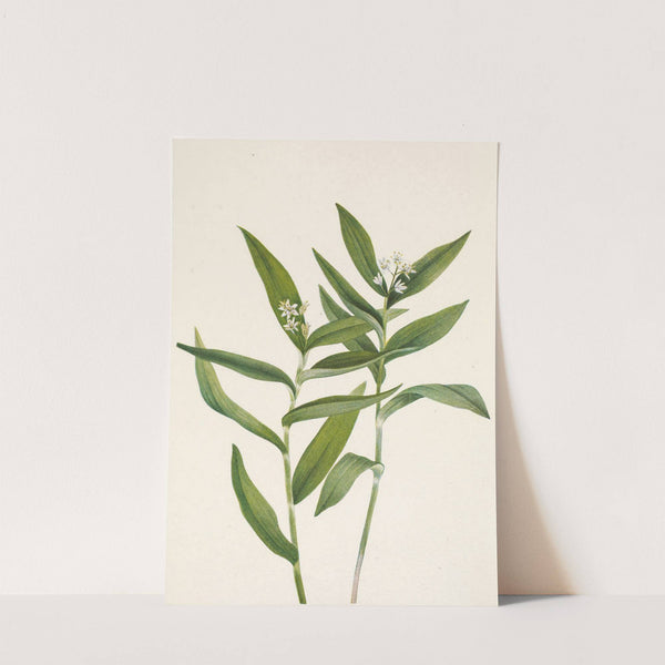 Star Solomonplume. Vagnera stellata (1925) by Mary Vaux Walcott