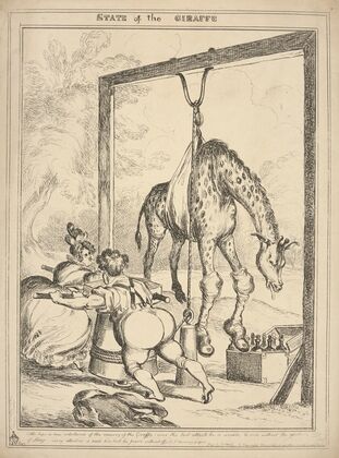 State of the giraffe. (1829)
