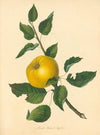 Stead’s Kernel Apple