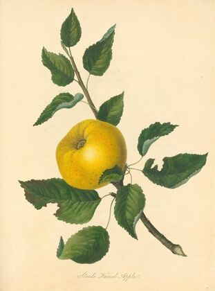 Stead’s Kernel Apple