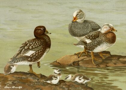 Steamer Duck