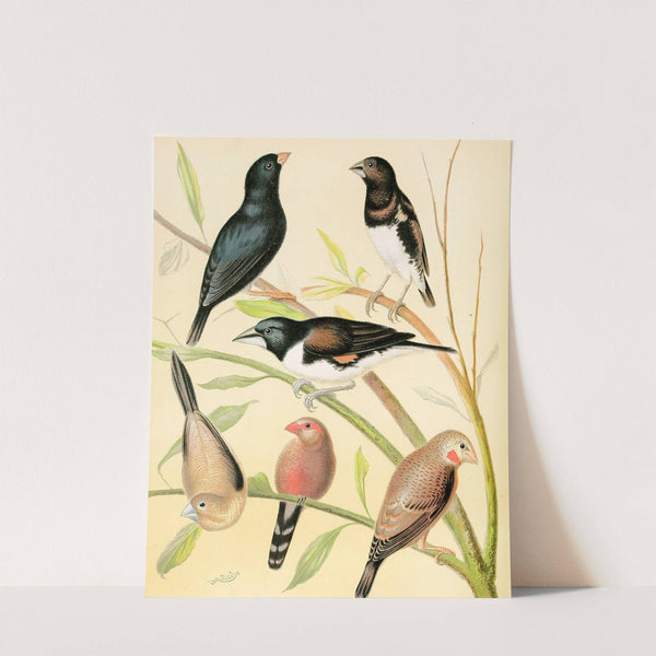 Steel Finch, Pied Grass Finch, Bronze Mannikin, Silver-Bill, St. Helena Waxbill, Cut-Throat by W. A . Blakston