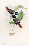 Steere’s Broadbill
