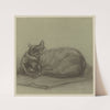 Steinlen. Chats et autres Bêtes by Théophile Alexandre Steinlen