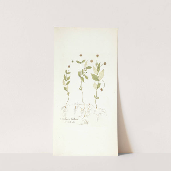 Stellaria bulbosa by Nikolaus Joseph Freiherr von Jacquin