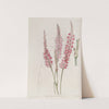 Stem-clasping Polygonum by Sydenham Edwards