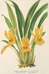 Stenia fimbriata