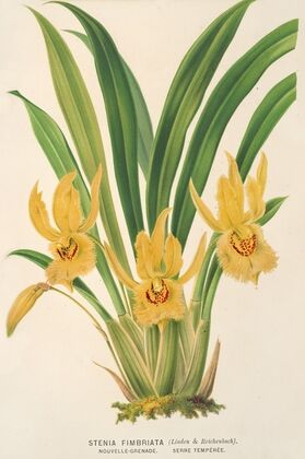 Stenia fimbriata