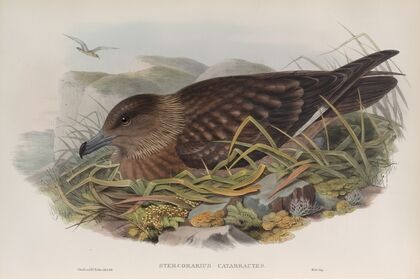 Stercorarius catarrhactes. Great Skua. (1862-1873)
