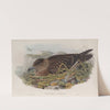 Stercorarius catarrhactes. Great Skua. (1862-1873) by John Gould