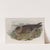 Stercorarius catarrhactes. Great Skua. (1862-1873) by John Gould
