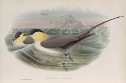 Stercorarius longicaudus. Long-tailed Skua. (1862-1873)