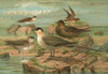 Stercorarius longicaudus Vieill, Stercorarius parasiticus